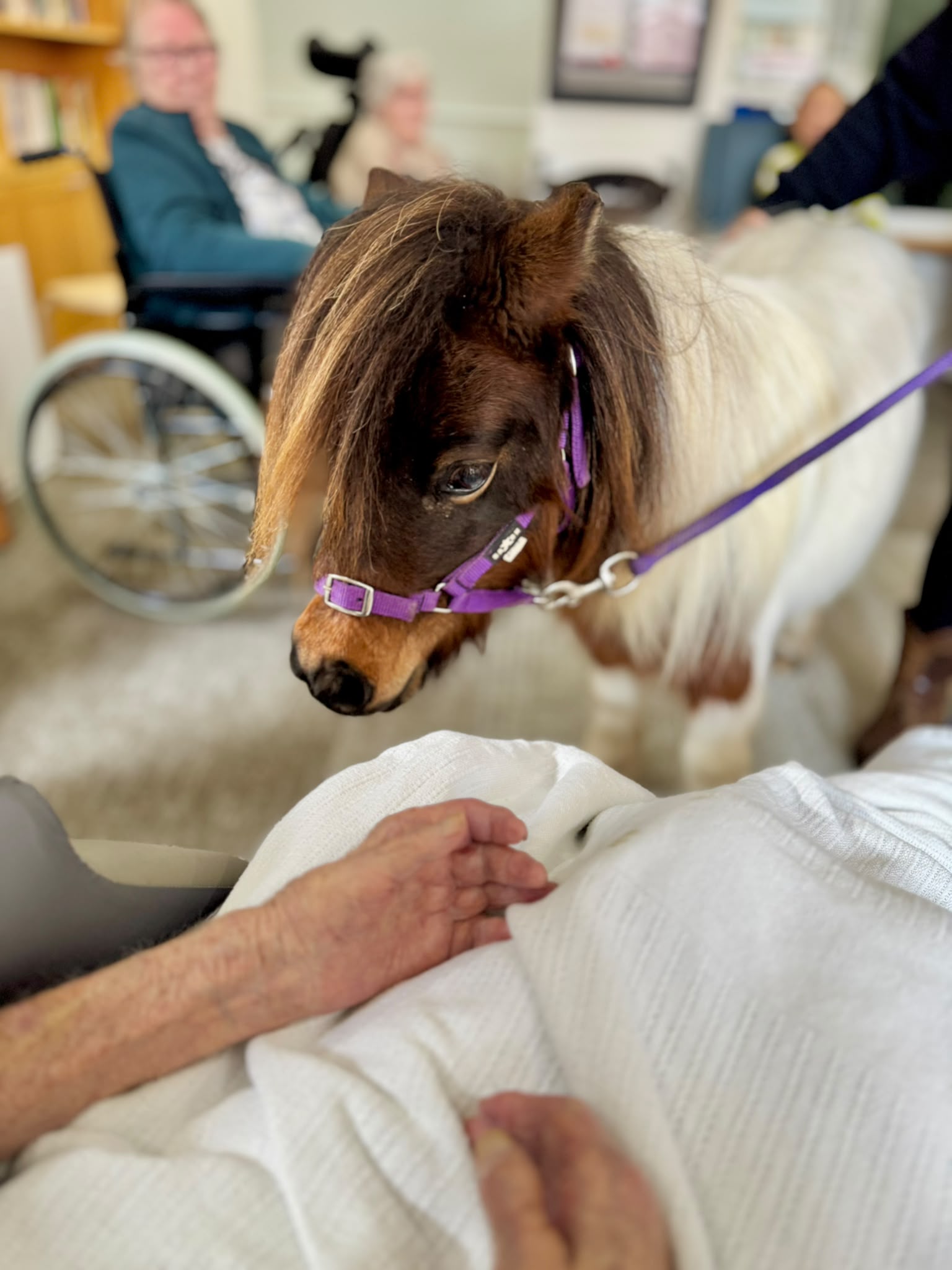 A resident patting Peanut during a room visit