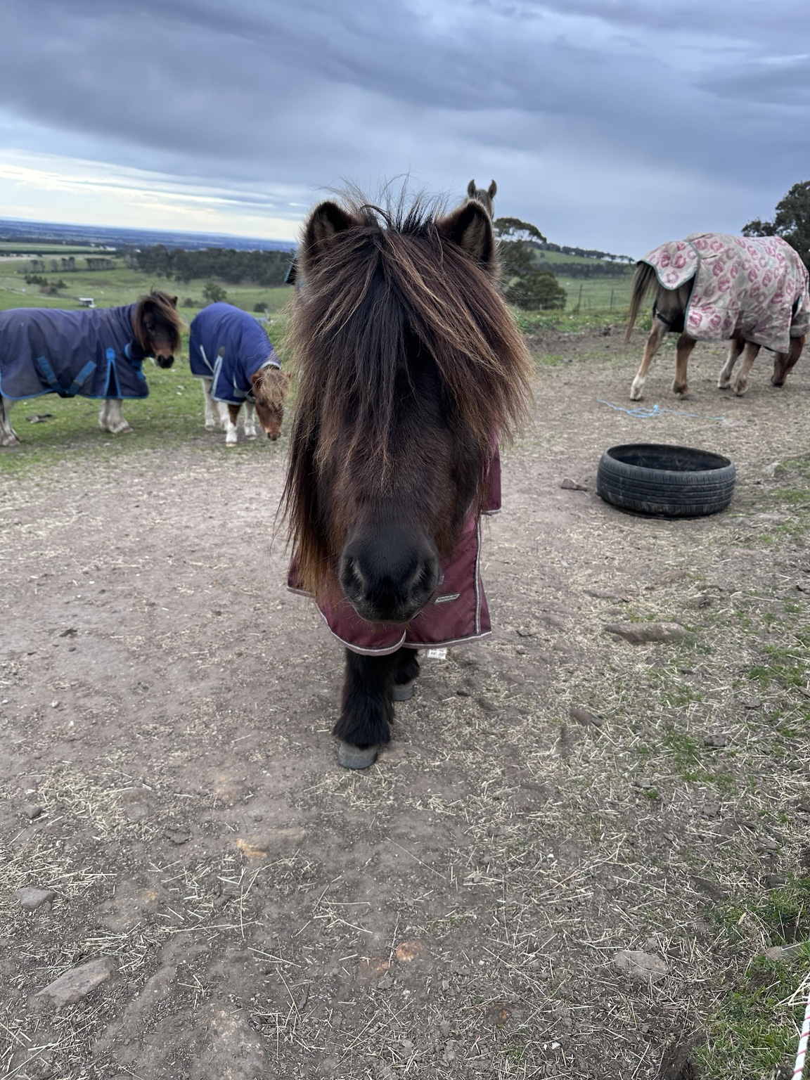 Midget from Little Riders Pony Parties