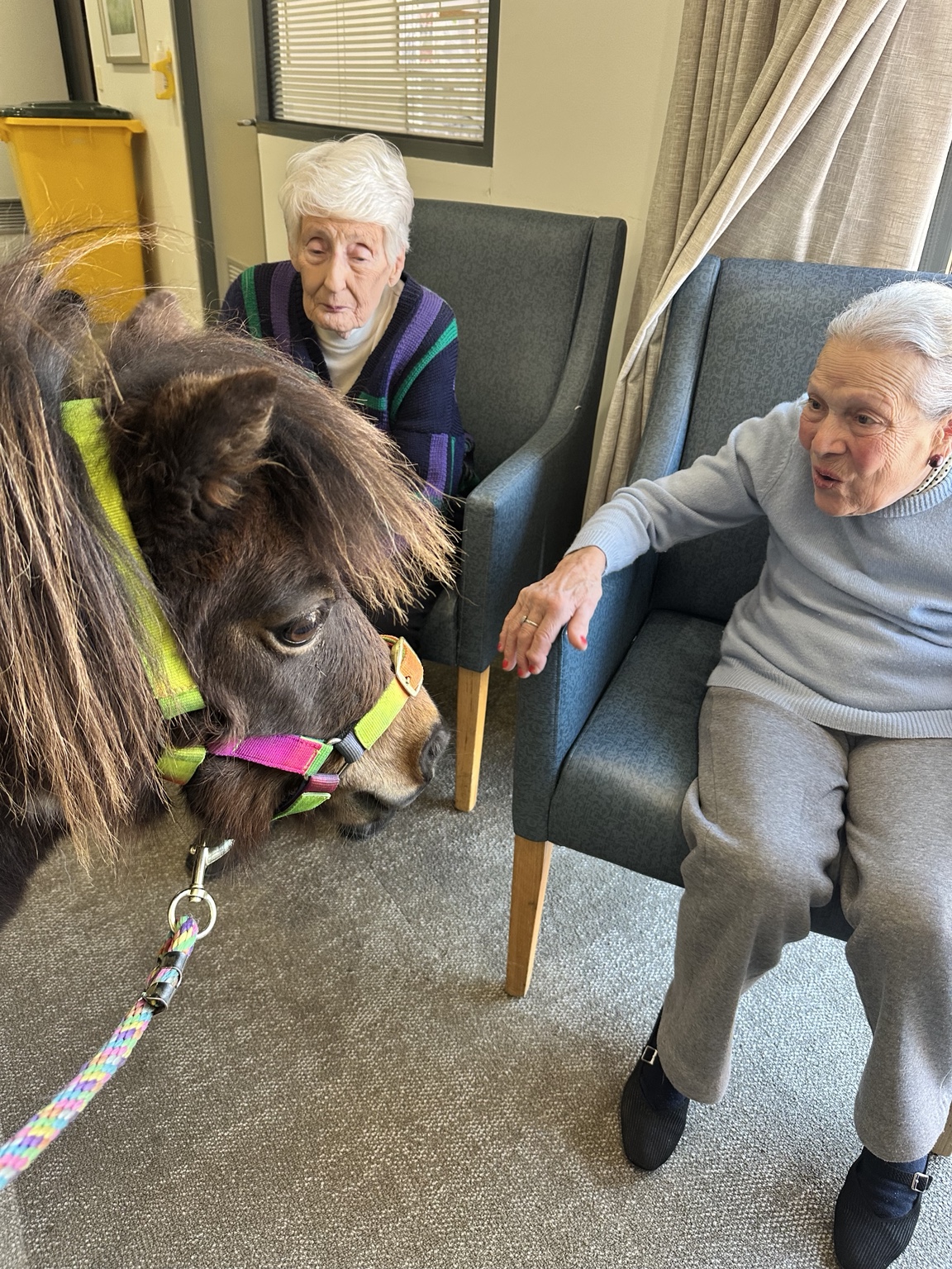 A miniature pony greeting residents during an indoor aged-care visit
